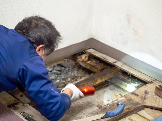 Best Crawl Space Mold Remediation in Arkwright, SC