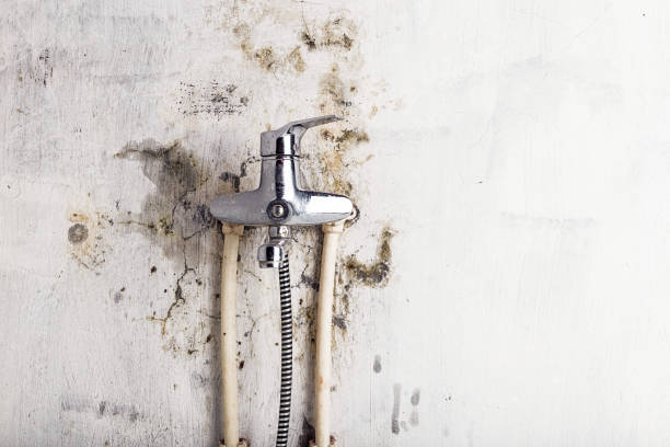Best Basement Mold Remediation in Arkwright, SC