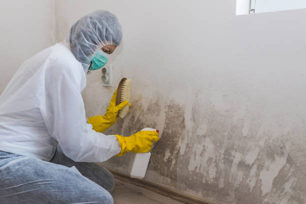 Best Mold Testing and Inspection Services in Arkwright, SC