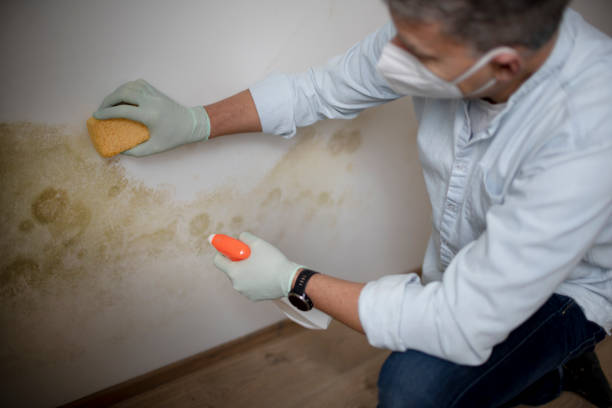 Best HVAC Mold Remediation in Arkwright, SC