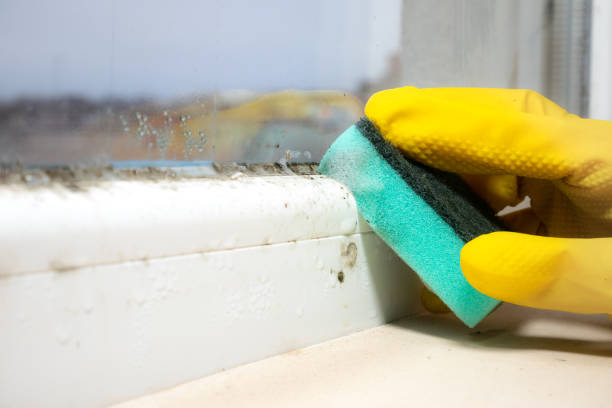 Best Black Mold Remediation in Arkwright, SC