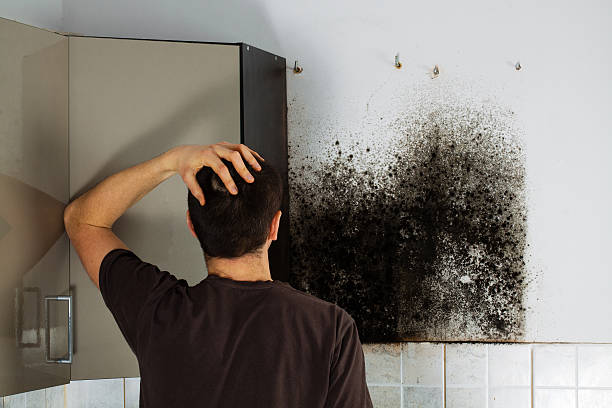 Best Residential Mold Remediation in Arkwright, SC